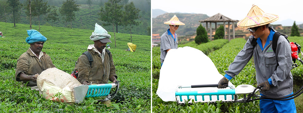 ZC-4C-H3 tea harvester use HONGDA GX35 4 stroke engine, power 1.35kw, displacement 35cc, total weight about 10.2kg, cutting width 450, 500 and 600mm.